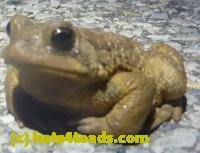 /home//u458753944/public_html/sourcegallery/////////Roxborough Toad Detour/2013-2019/2013/2013-04-09/P1120069.JPG